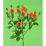 Аллегрия роза спрей оранжевая alegria Аскания-флора купить в Украине фотография