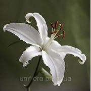 Белая лилия фото