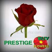 Престиж роза бордовая оптом Аскания Украина, Prestige Rose burgundy wholesale Askania Ukraine фото