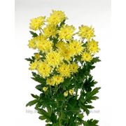 Хризантема Зембла (желтая) фото