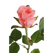 Нежно розовая роза “Карина“ фото