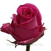 Роза топаз 60 см фото