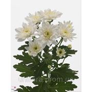 Ромашковидная хризантема фото