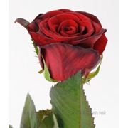 Красная роза Гран При фото