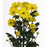 Хризантема Целебрейт (желтая ромашка) фото