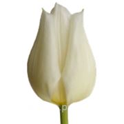 Тюльпан белый фото