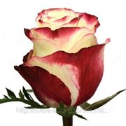 Роза свитнес 60 см фотография