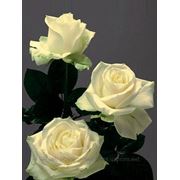 Белая роза Аваланч фото