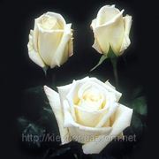 WHITE Roses, розы белые, сорт Virginia, Верджиния, плантация Agrinag, Эквадор фотография
