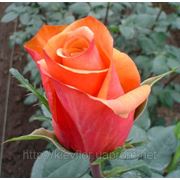 Розы оранжевые двухцветные, сорт Чилз, Chilis Orange Bicolor rose Agrinag, поставки плантация Агринаг Эквадор фотография