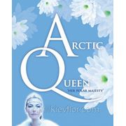 Arctic Queen оптом, Снежная Королева, белая хризантема оптом, Киев Флор хризантемы по оптовым ценам фотография