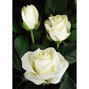 Розы белые, сорт Полярная звезда, WHITE Roses, Polar Star, плантация Agrinag, Эквадор фотография