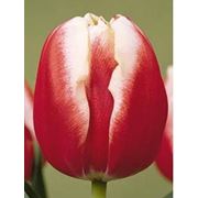 Купить тюльпаны оптом Leen van der Mark