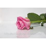 Розы aqua фото