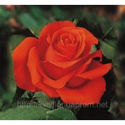 Розы оранжевые опт, сорт Звезда 2000, ORANGE rose Star 2000 Agrinag, поставки с плантаций Агринаг Эквадор фотография