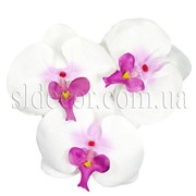 Головка орхидеи фаленопсис