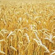 Зерно, зерновые культуры