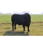 Ангусская порода быки Ангус Абердин-ангус фото