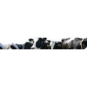 Премикс для дойных коров в зимний период и нетелей фотография
