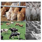 Концентраты для сельскохозяйственных животных фотография