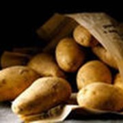 Среднеранний картофель фото
