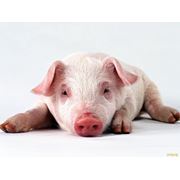 Кормовые добавки для свиней в Караганде фотография