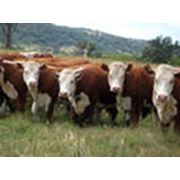Крупно рогатый скот молочной и мясной породы в Казахстане