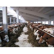 Скот крупный рогатый мясной купить в Кустанайской области фотография