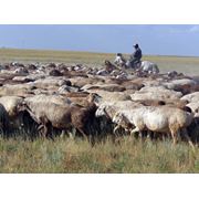 Племенные овцы фото