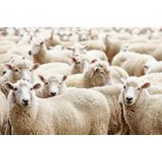 Овцы на продажу фотография