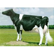 Скот крупный рогатый взрослый молочного стада фото