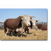 Скот крупный рогатый КРС в Казахстане фотография