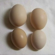 Яйцо от молодки фото