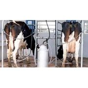 Система доения коров фото