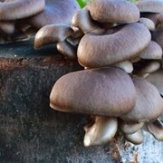 Продаю мицелий грибов вешенка на древесных палочка