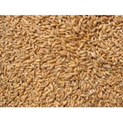 Пшеница от производителя фотография