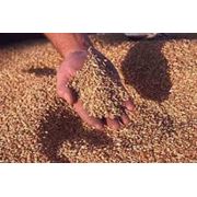 Пшеница продовольственная фото