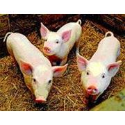 Поросята мясных пород фото