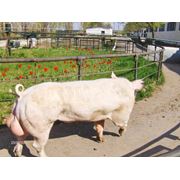Свиньи породы Ландрас в Молдове