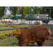 Свиньи породы Дюрок в Молдове