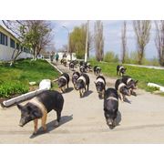 Свиньи породы Гемпшир в Молдове фотография
