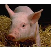 Свиньи мясных пород фото