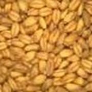 Семена зерновых культур: пшеница, рожь, ячмень. Семена суданской травы.