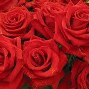 Розы красные фотография