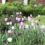 Озеленение участков фото