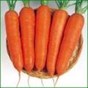 Морковь фотография