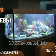 Обслуживание аквариумов от 150 грн.