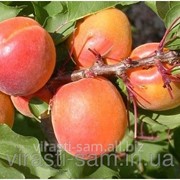 Саженцы абрикоса Ерлі Ред Оранж фото