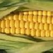 Семена кукурузы посевной, кукуруза для посева фотография