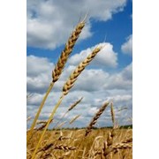 Пшеница фуражная фотография